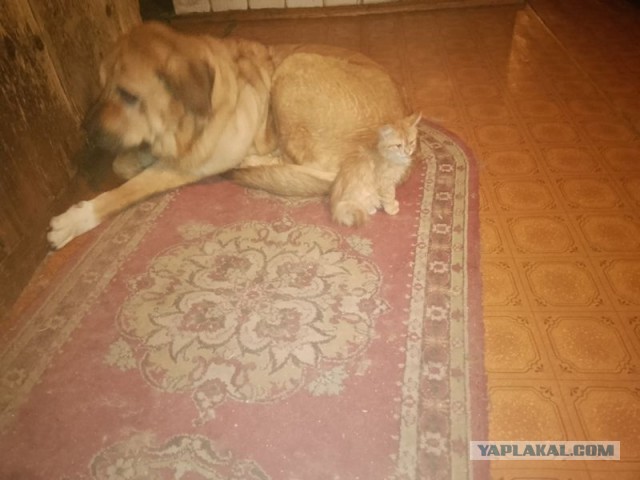 Жизнь домашнего приюта для котеек 531