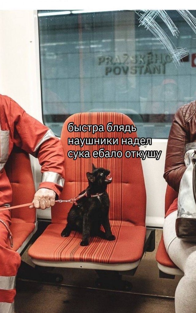 Не ждите, мистер кот, откусите прямо сейчас