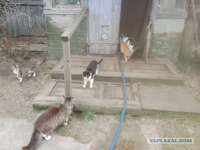 Жизнь домашнего приюта для котеек 539