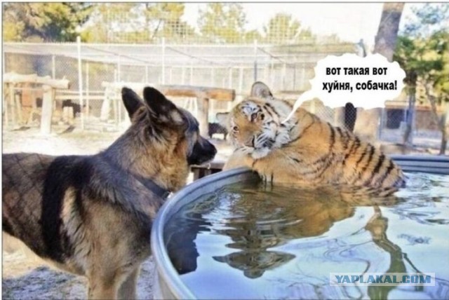 Алексей Герман про запреты