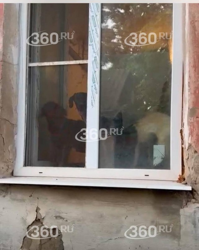 Собачий концлагерь: жизнь людей под бесконечный вой