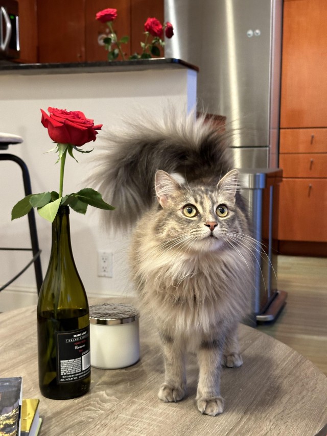 Котëнок из-под капота автомобиля вырос в красивую кошку