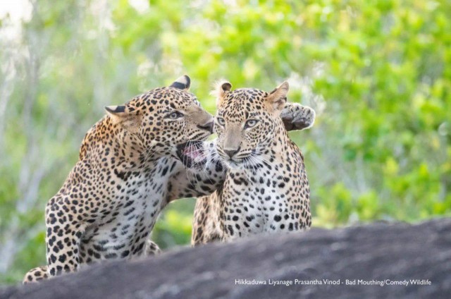 Финалисты фотоконкурса Nikon Comedy Wildlife Awards 2025