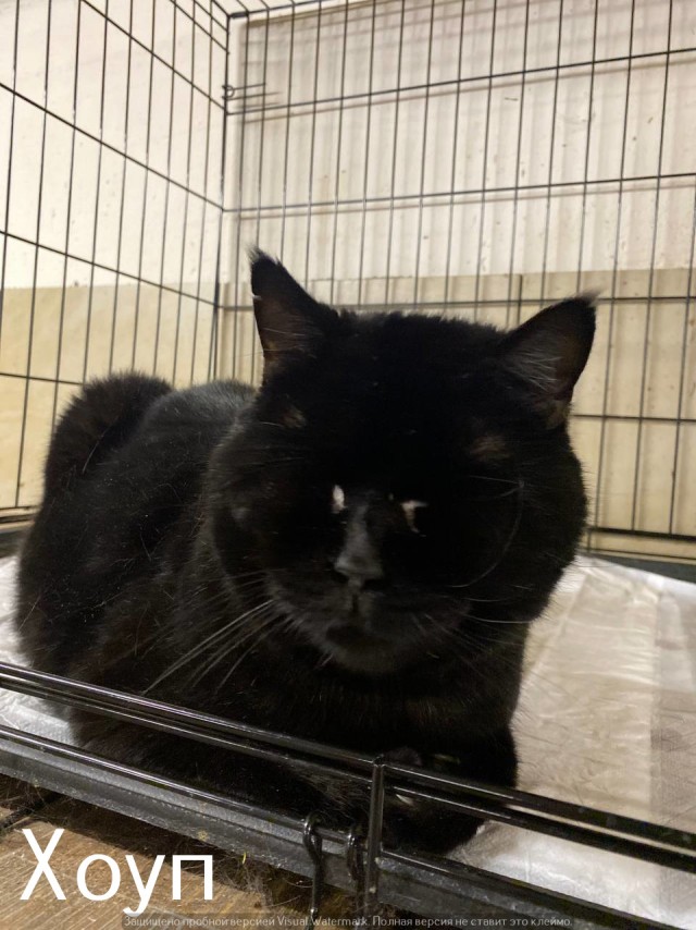 Жизнь домашнего приюта "Котоленд" 523