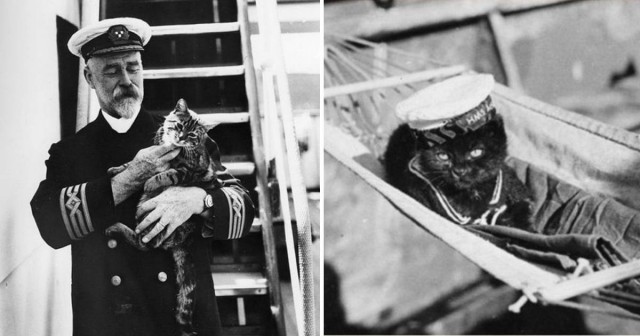 Зачем моряки держали кошек на кораблях — и это не про крыс