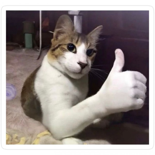 Как подстричь кошке ногти?