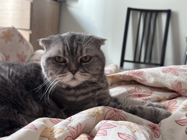 17 лет Коту ( примерно)