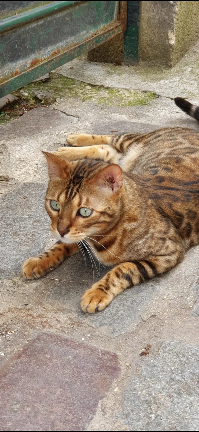 Рандомных фото котов тред