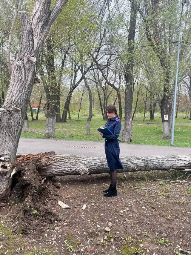 Рухнувшее дерево убило ребёнка в Самаре
