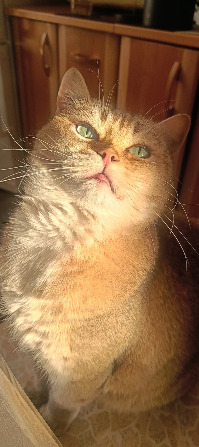 Котовторник