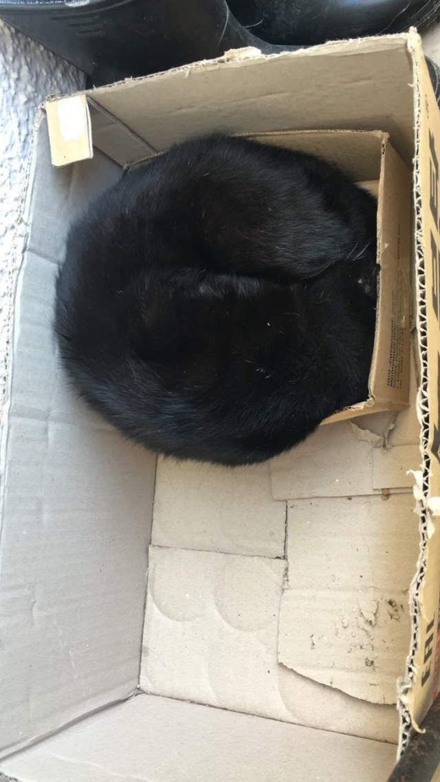 Котэвторник