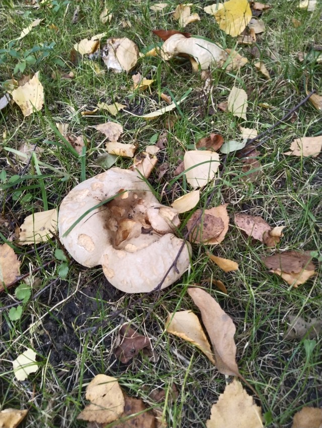 Холостякую и что заметил