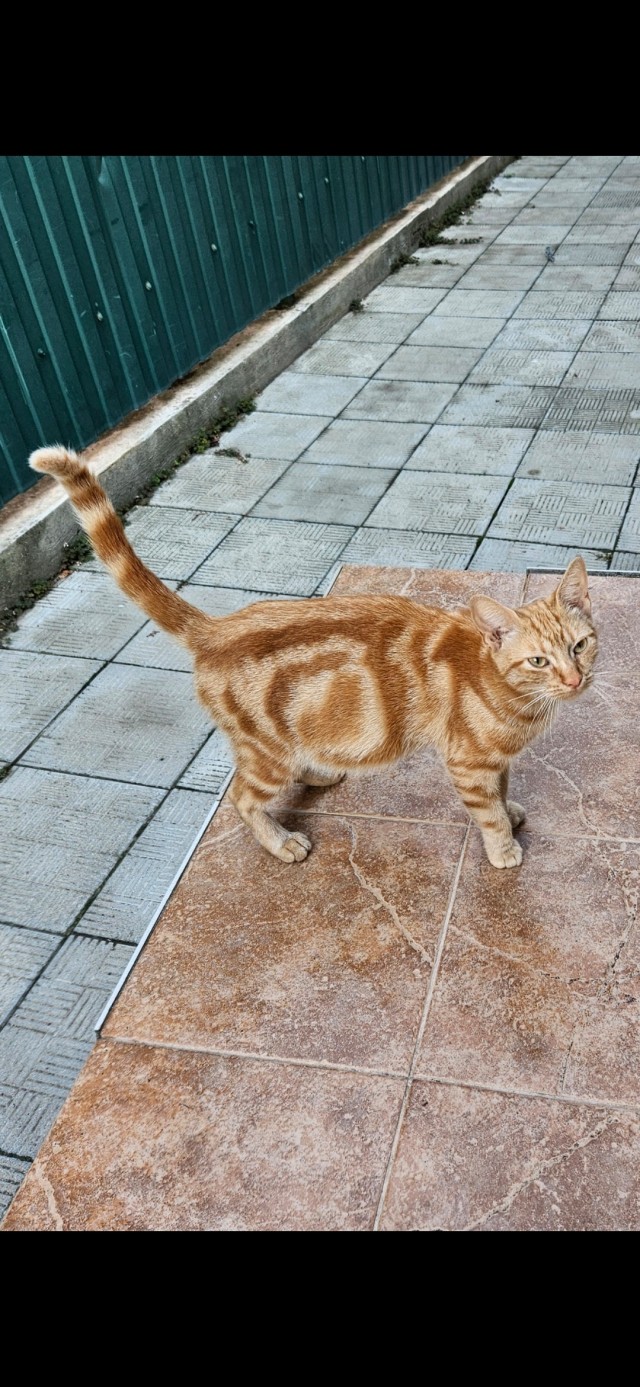 Соседская кошка
