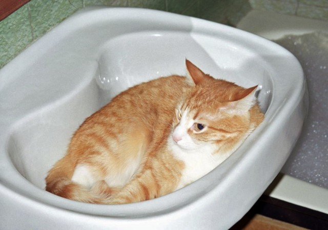 Мне два ведра кошек, пожалуйста...