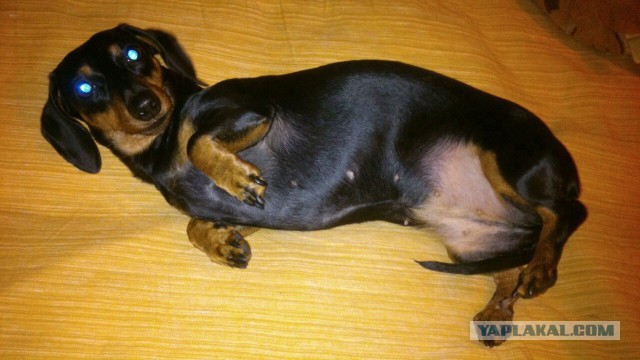 Собакочетверг на 02.01.2014