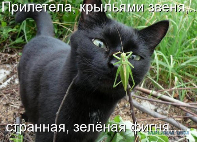 Нашёл тёплое место