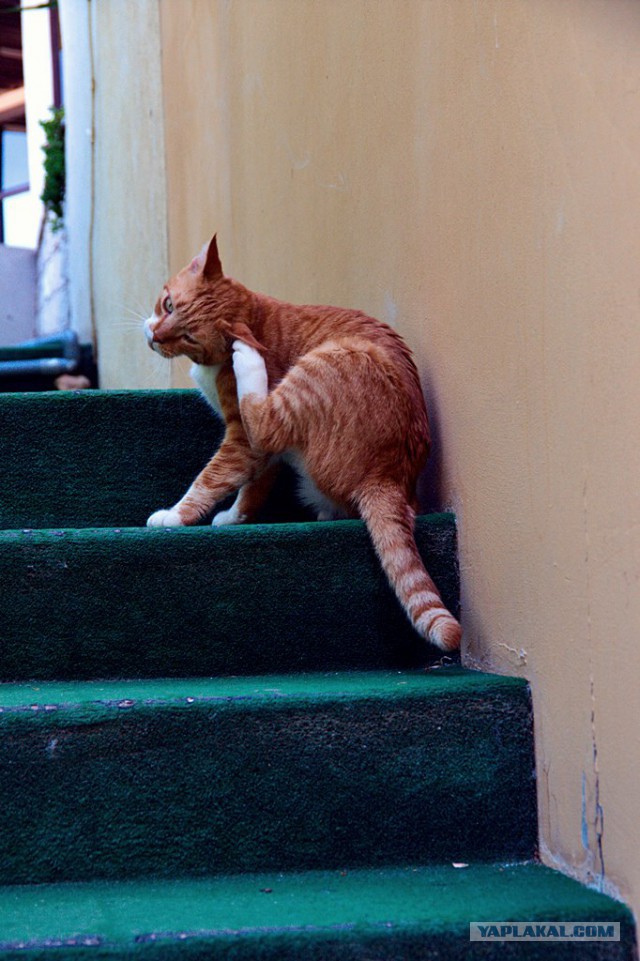 Котовторник 27.5.2014