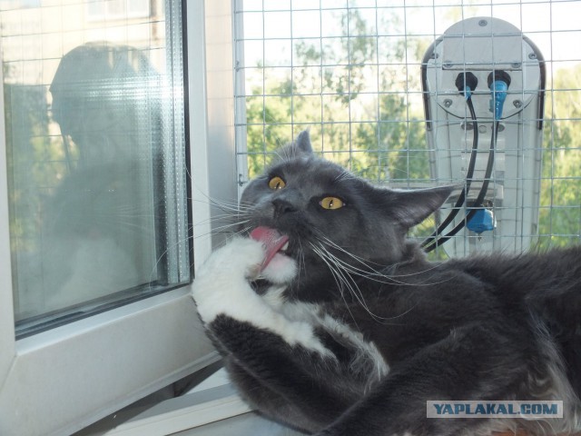 Котовторник 10.06.2014