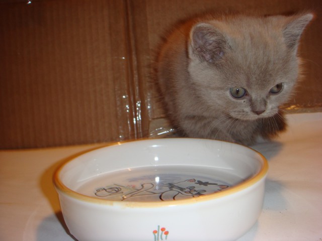 Котовторник 15.07.2014.