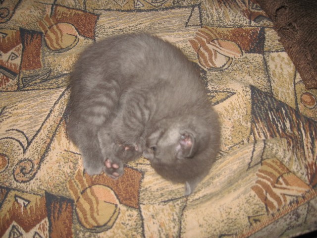 Дом для кота на скорую руку