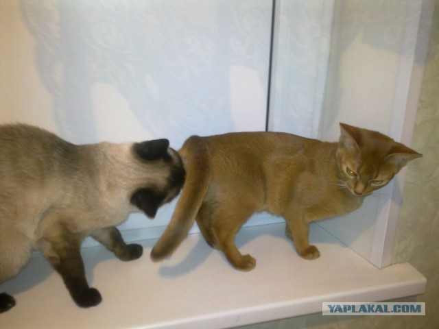 Котовторник 16.09.14