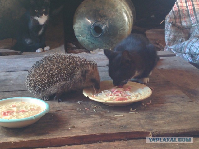 Котовторник 9.12.2014