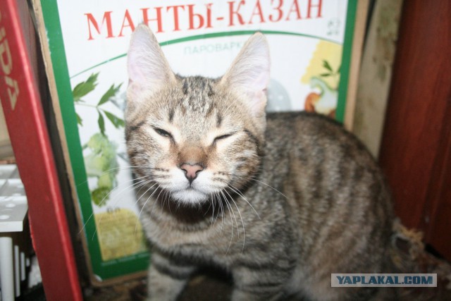 Котовторник