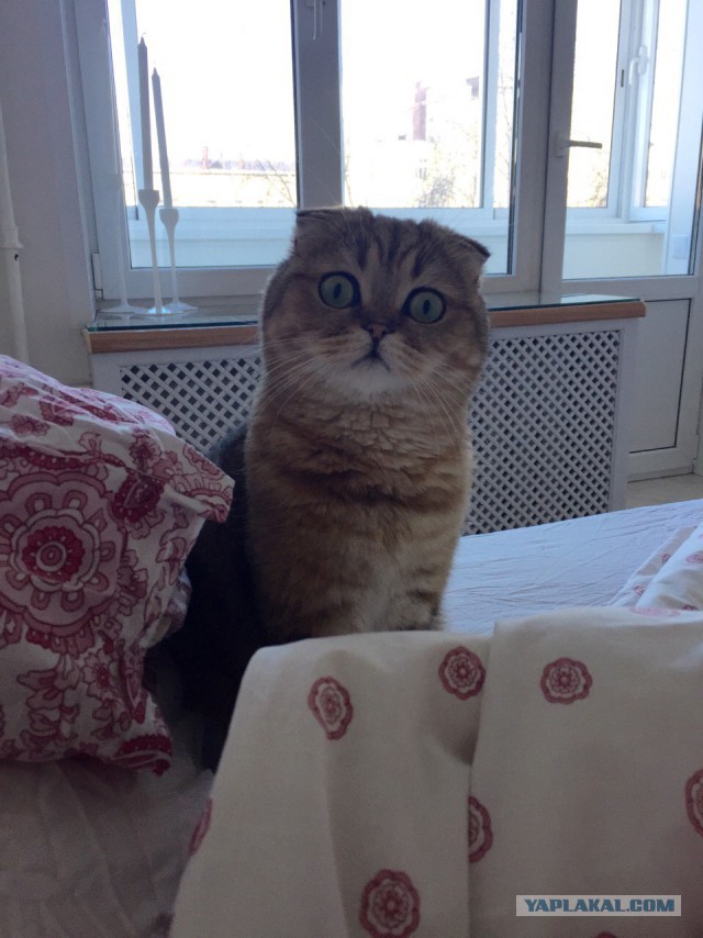 Котовторник 31.03.2015