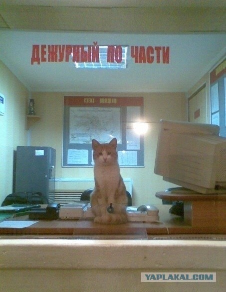 Приходишь в полицию с заявлением