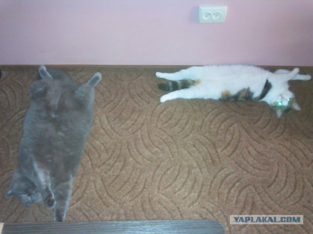 Котовторник