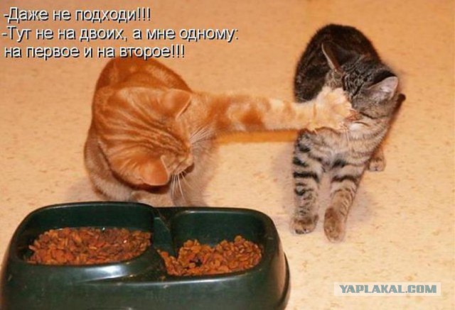 Интересные факты о кошках