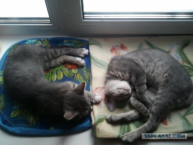 Котовторник