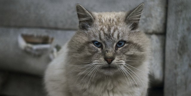 Котооо-о-о-вторник