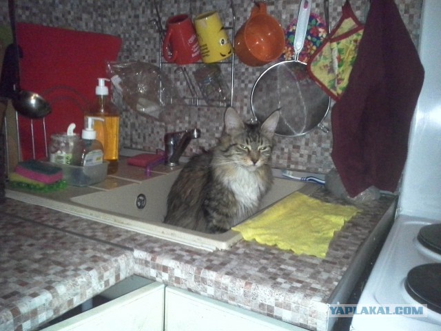 Котовторник 15.03