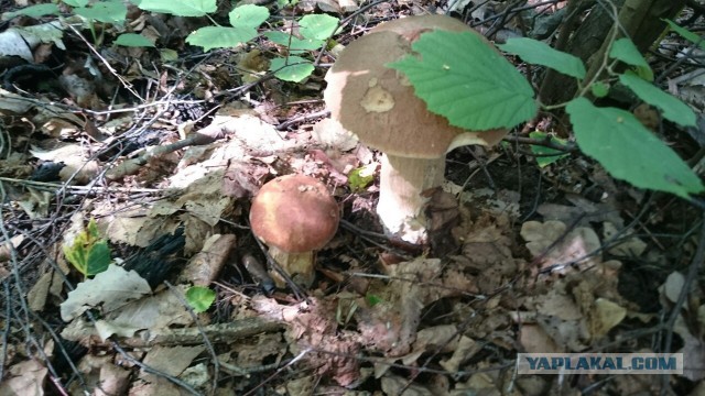 Сморчки, весенняя тихая охота!