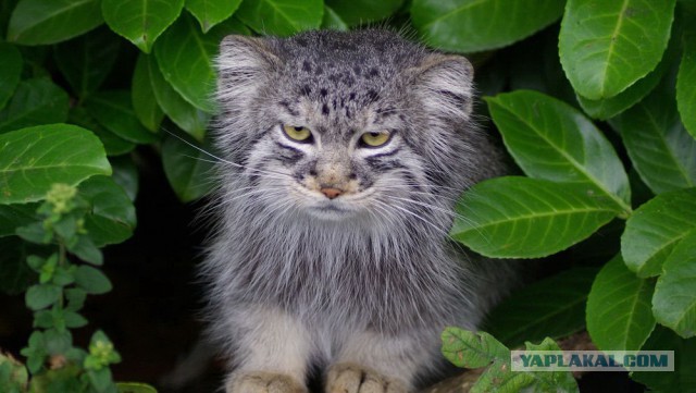 Юкка: уход и размножение