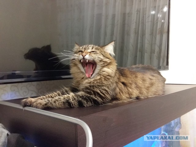 Мой зевающий кот
