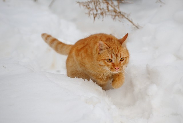 Снежный кот. Первому снегу посвящается.