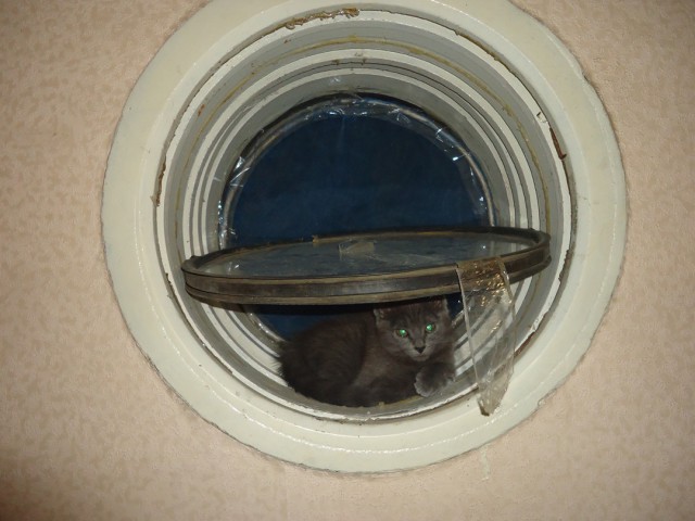 20 мест, в которых не должно было быть кота, но вот он
