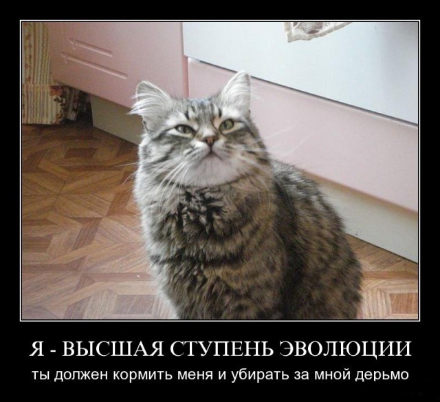 Как человек приручил кошку?
