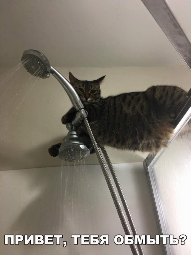Коты и Кошки