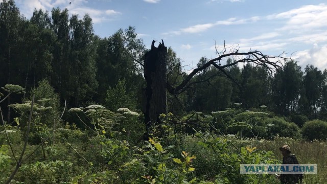 Загадочная воронка в лесу и редкая находка