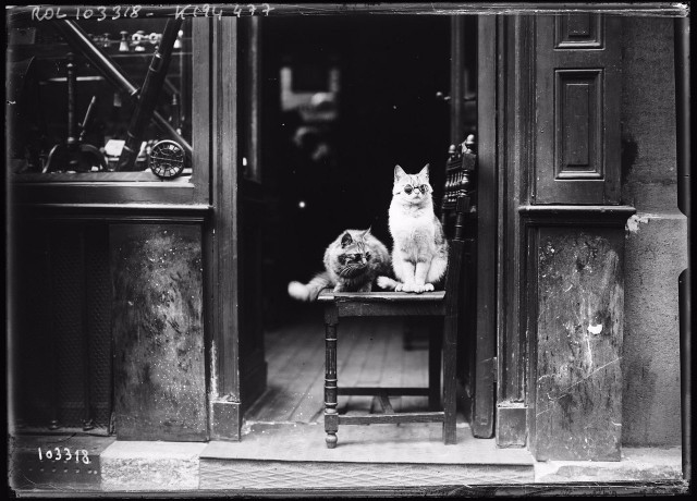 Коты и Кошки