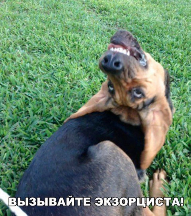 Подборка забавных животных
