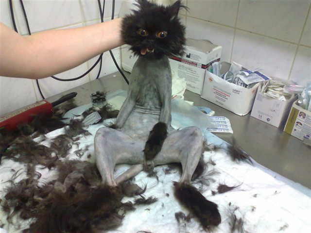 Коты и Кошки