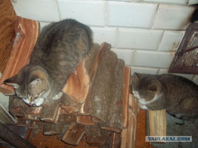 Жизнь домашнего приюта для котеек 193
