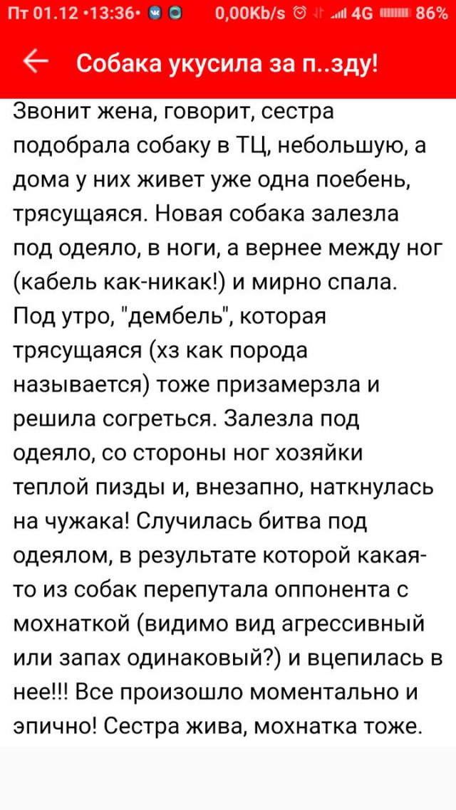 Собака укусила за п..зду!