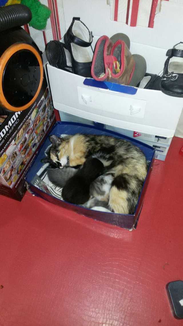 Котовторник!