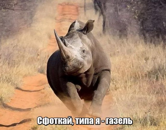 Прикольные картинки обо всем