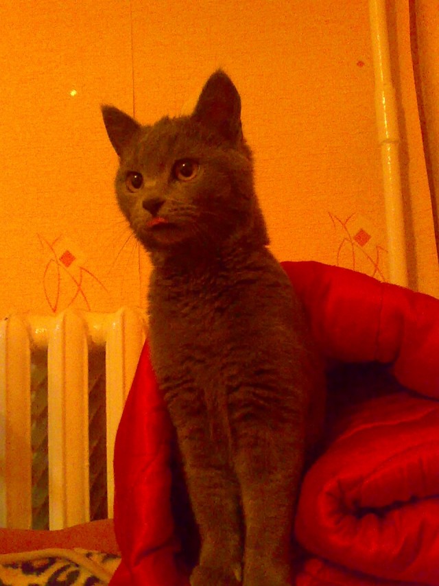 Котовторник на Япе (25.03), подхватываем подборку!